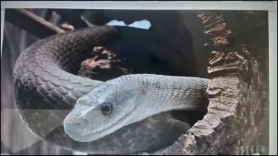 Quel est le nom de ce serpent ?