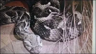 Quel est le nom de ce serpent ?