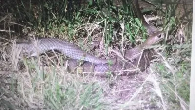 Quel est le nom de ce serpent ?