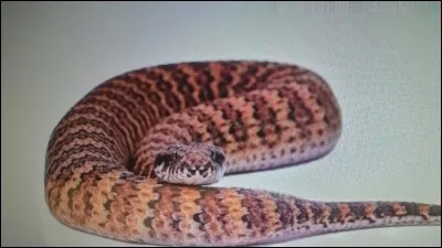 Quel est le nom de ce serpent ?