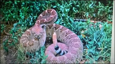 Quel est le nom de ce serpent ?