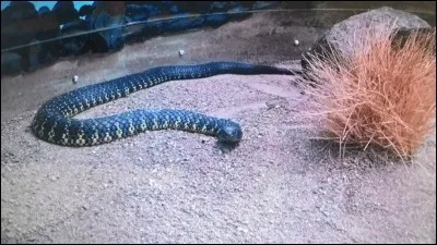 Quel est le nom de ce serpent ?