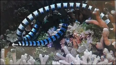 Quel est le nom de ce serpent ?