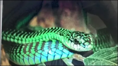 Quel est le nom de ce serpent ?