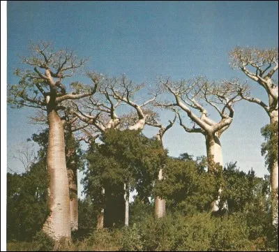 Que veut dire "baobab" ?