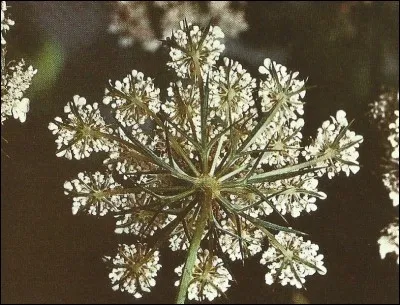 Cette fleur est celle d'un légume : lequel ?