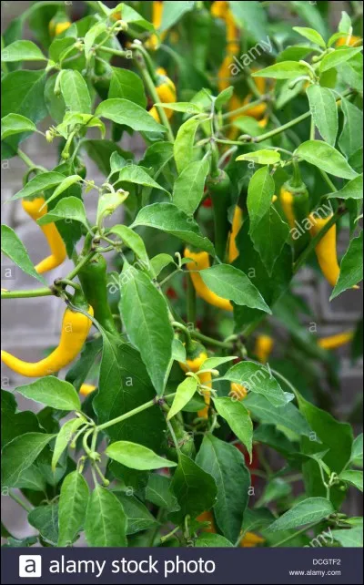 Trouver la ville vous donnera un goût très épicé sur la langue !