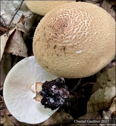 Encore une lépiote mortelle :