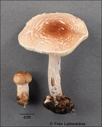 Et voici la dernière :