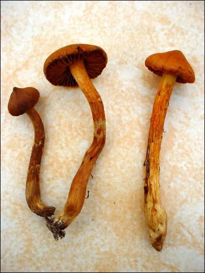 Champignon à absolument éviter, il détruit les reins :