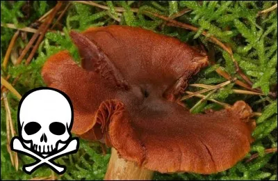 Champignon très joli mais mortel :