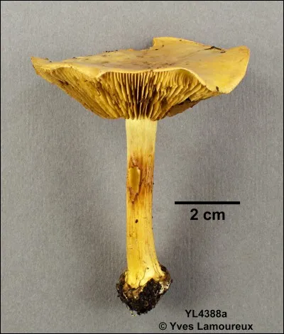 Tout aussi vénéneux que les cortinaires précédents :