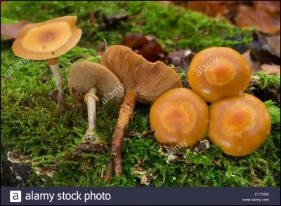 Il existe deux galères mortelles : celle-là est...