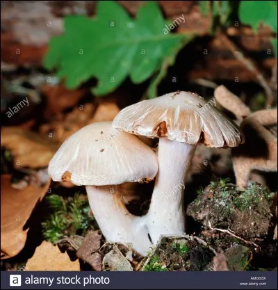 Champignon toxique ou mortel :