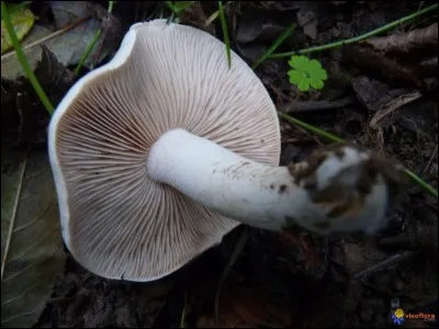 Champignon extrêmement toxique :