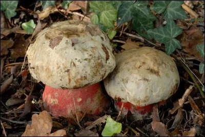 Champignon toxique ou mortel qui sent la charogne :