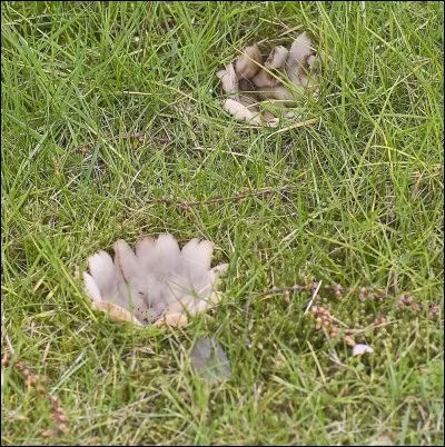 Un chef-d'uvre de la nature qui est toxique et parfois mortel :