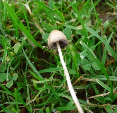 Quelle est l'espèce de ce champignon hallucinogène qui peut tuer ?