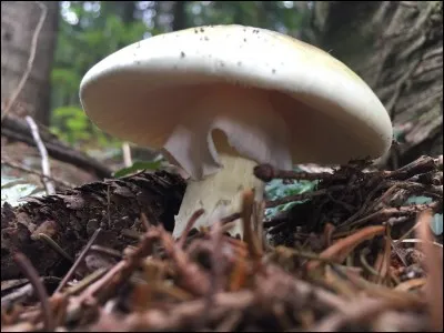 Celui-ci aussi a les mêmes toxines que l'amanite phalloïde :