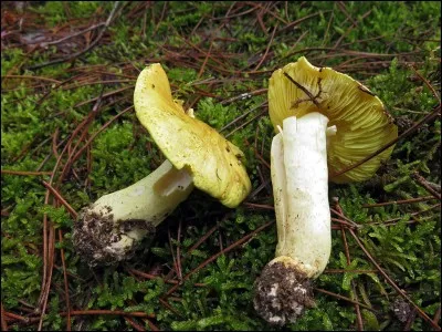 On dit de ce champignon qu'il est toxique, mais il a provoqué 3 décès ces dernières années. On l'appelle aussi canari :