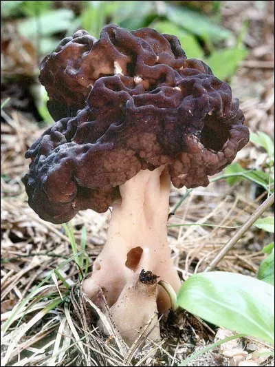 Celui-là est mortel, seule la dessication lui enlève sa toxicité, et encore... :