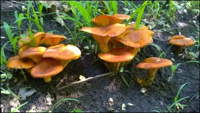Ce champignon ressemble à la girolle et à la fausse-girolle, il est très toxique voire mortel :