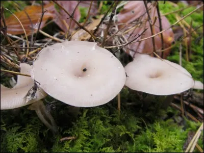 Autre champignon mortel :