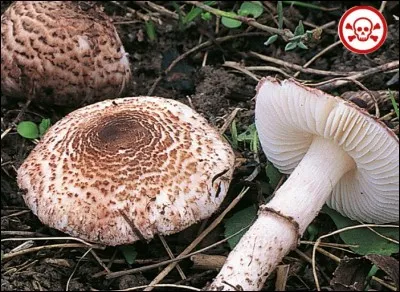 Passons aux lépiotes mortelles. Celle-ci en est une bien connue :