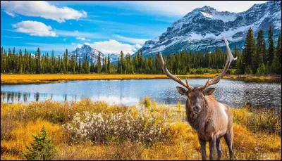 Combien de forces étaient en présence au total ?