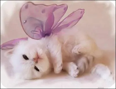 Qu'a ce petit chat sur son dos ?