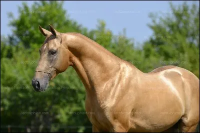 Pour quel galop peut-on avoir son propre cheval ?