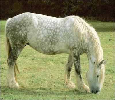Quel robuste cheval de trait tient son nom d'une rgion de Normandie ?