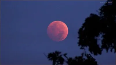 Lollo rossa est le nom...