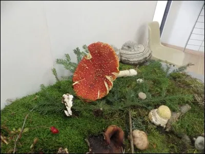 Mon chapeau peut être entièrement orange