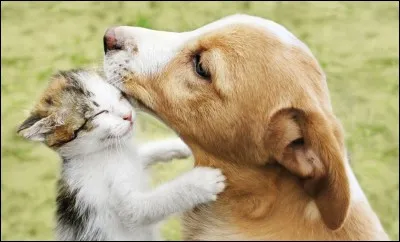 Quel animal aimes-tu le plus parmi ceux-ci ?