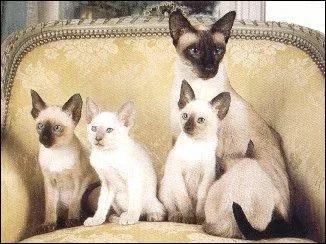  quel race appartient ce chat ?