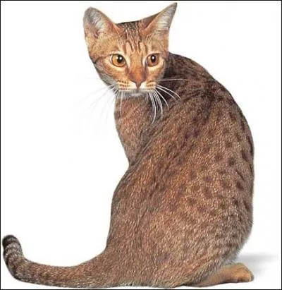  quel race appartient ce chat ?