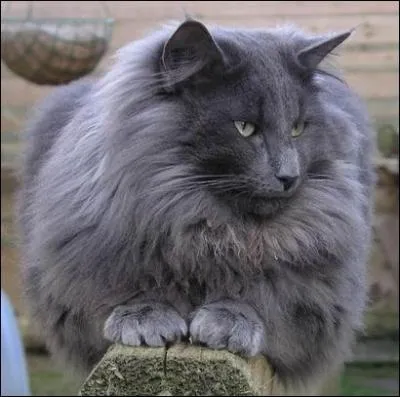  quel race appartient ce chat ?