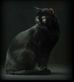  quel race appartient ce chat ?