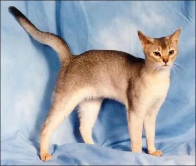  quel race appartient ce chat ?