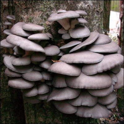 Ces champignons sont-ils comestibles ?