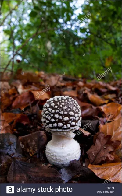 Ce champignon est-il comestible ?