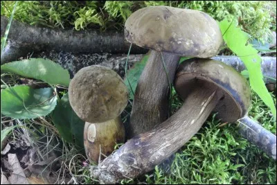 Ces champignons sont-ils comestibles ?