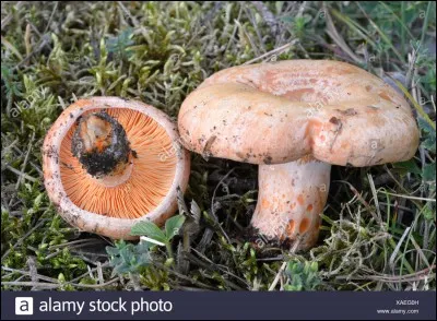 Ces champignons sont-ils comestibles ?