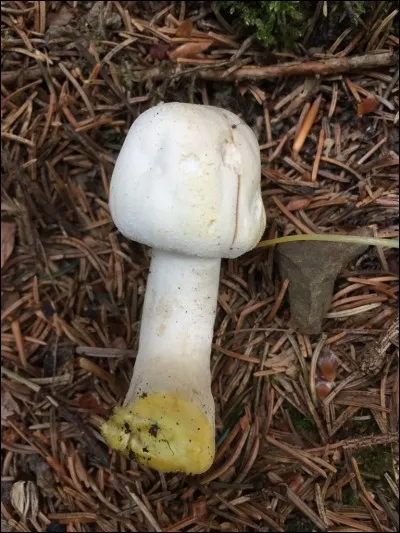 Ce champignon est-il comestible ?