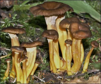 Ces champignons sont-ils comestibles ?