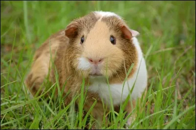 Quel est cet animal ?