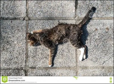 À la saison des neiges, ton clan apprend que le clan adverse vit une épidémie de mal vert et est en panne d'herbe à chat.