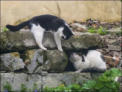 Ton pire ennemi te traite d'incapable. Que dis-tu ?