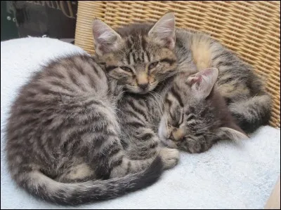 La famine règne sur la forêt.